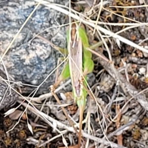 Conocephalus semivittatus at Cooma, NSW - 28 Feb 2023