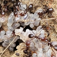 Papyrius sp. (genus) (A Coconut Ant) at Cooma, NSW - 28 Feb 2023 by trevorpreston