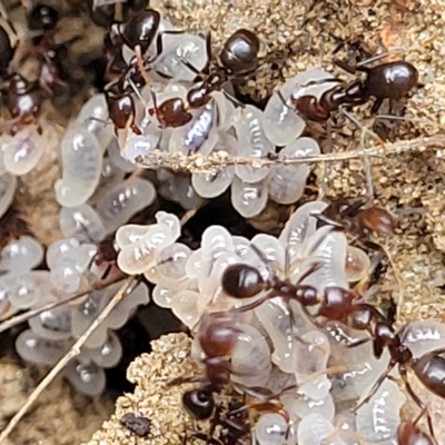 Papyrius sp. (genus) (A Coconut Ant) at Cooma, NSW - 28 Feb 2023 by trevorpreston