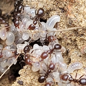 Papyrius sp. (genus) at Cooma, NSW - suppressed