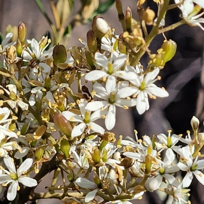 Bursaria spinosa (Native Blackthorn, Sweet Bursaria) at Mt Gladstone Reserves, Cooma - 28 Feb 2023 by trevorpreston