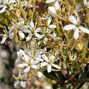 Bursaria spinosa at Cooma, NSW - 28 Feb 2023