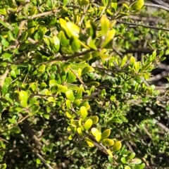 Bursaria spinosa at Cooma, NSW - 28 Feb 2023