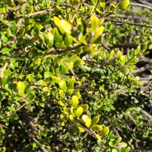 Bursaria spinosa at Cooma, NSW - 28 Feb 2023 05:44 PM