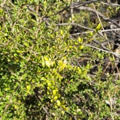 Bursaria spinosa at Cooma, NSW - 28 Feb 2023 05:44 PM