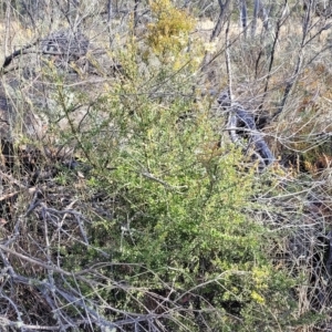 Bursaria spinosa at Cooma, NSW - 28 Feb 2023 05:44 PM