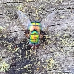 Rutilia (Chrysorutilia) formosa (A Bristle fly) at Cooma, NSW - 28 Feb 2023 by trevorpreston