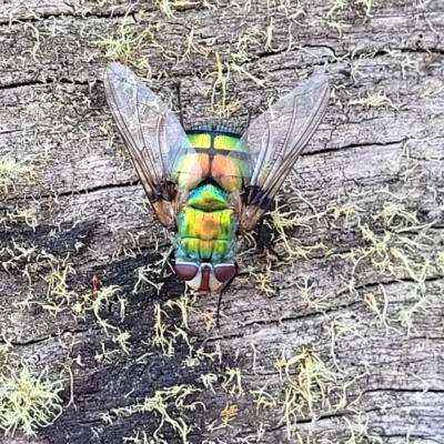 Rutilia (Chrysorutilia) formosa (A Bristle fly) at Mt Gladstone Reserves, Cooma - 28 Feb 2023 by trevorpreston
