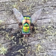 Rutilia (Chrysorutilia) formosa (A Bristle fly) at Mt Gladstone Reserves, Cooma - 28 Feb 2023 by trevorpreston