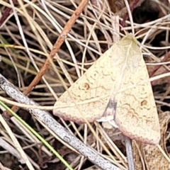 Helicoverpa (genus) (A bollworm) at Mt Gladstone Reserves, Cooma - 28 Feb 2023 by trevorpreston