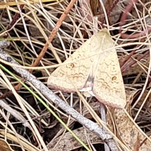 Helicoverpa (genus) at Cooma, NSW - 28 Feb 2023