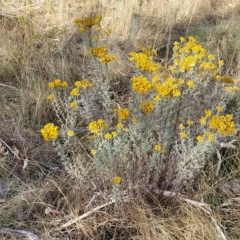 Chrysocephalum semipapposum (Clustered Everlasting) at Cooma, NSW - 28 Feb 2023 by trevorpreston