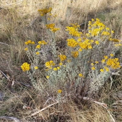 Chrysocephalum semipapposum (Clustered Everlasting) at Mt Gladstone Reserves, Cooma - 28 Feb 2023 by trevorpreston