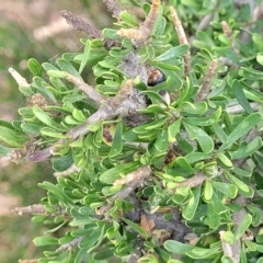 Melicytus angustifolius subsp. divaricatus at Berridale, NSW - 28 Feb 2023