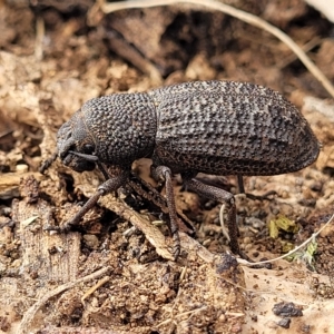 Amycterus elongatus at Berridale, NSW - 28 Feb 2023