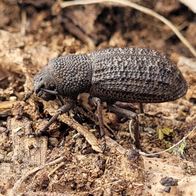 Amycterus elongatus (Ground weevil) at Berridale, NSW - 28 Feb 2023 by trevorpreston