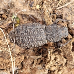 Amycterus elongatus at Berridale, NSW - 28 Feb 2023