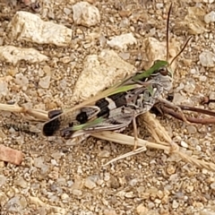 Oedaleus australis at Berridale, NSW - 28 Feb 2023 05:12 PM