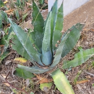 Agave americana at Berridale, NSW - 28 Feb 2023