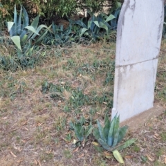 Agave americana at Berridale, NSW - 28 Feb 2023 05:09 PM