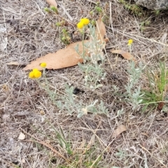 Chrysocephalum apiculatum (Common Everlasting) at Berridale, NSW - 28 Feb 2023 by trevorpreston