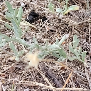 Chrysocephalum apiculatum at Berridale, NSW - 28 Feb 2023