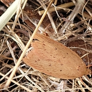 Heliocausta (genus) at Berridale, NSW - 28 Feb 2023 05:07 PM