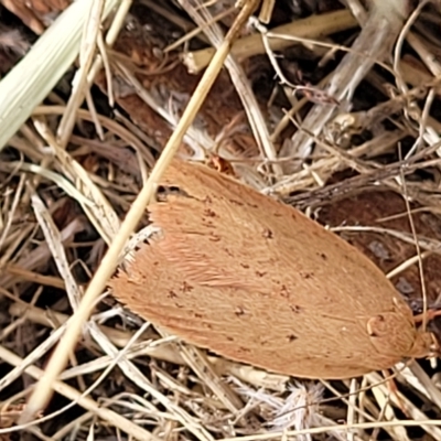 Unidentified Concealer moth (Oecophoridae) at Berridale, NSW - 28 Feb 2023 by trevorpreston