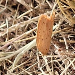 Heliocausta (genus) at Berridale, NSW - 28 Feb 2023 05:07 PM