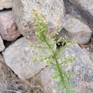 Erigeron bonariensis at Berridale, NSW - 28 Feb 2023 05:05 PM