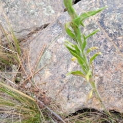 Erigeron bonariensis at Berridale, NSW - 28 Feb 2023 05:05 PM