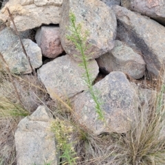 Erigeron bonariensis at Berridale, NSW - 28 Feb 2023 05:05 PM