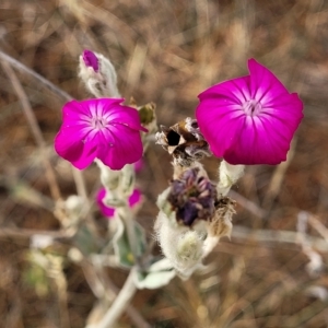 Silene coronaria at Berridale, NSW - 28 Feb 2023