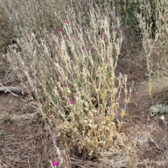 Silene coronaria at Berridale, NSW - 28 Feb 2023 05:05 PM