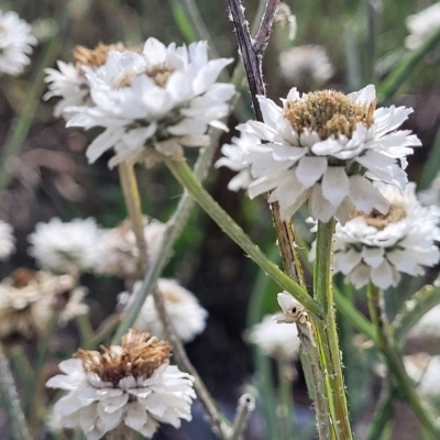 Ammobium alatum (Winged Everlasting) at Jindabyne, NSW - 28 Feb 2023 by trevorpreston