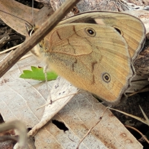 Heteronympha penelope at Jindabyne, NSW - 28 Feb 2023