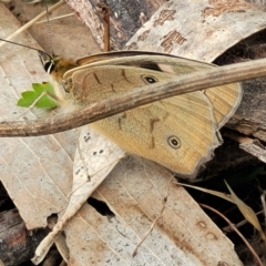 Heteronympha penelope at Jindabyne, NSW - 28 Feb 2023