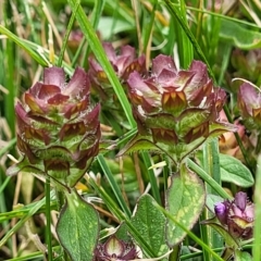 Prunella vulgaris (Self-heal, Heal All) at Jindabyne, NSW - 28 Feb 2023 by trevorpreston