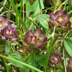 Prunella vulgaris at Jindabyne, NSW - 28 Feb 2023 03:30 PM