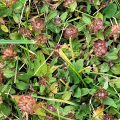 Prunella vulgaris at Jindabyne, NSW - 28 Feb 2023 03:30 PM