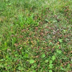 Prunella vulgaris at Jindabyne, NSW - 28 Feb 2023