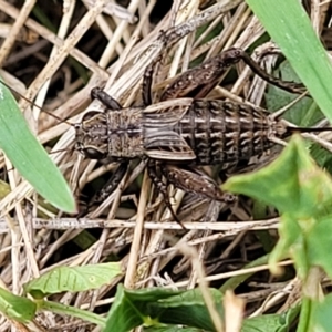 Bobilla aff. victoriae at Jindabyne, NSW - 28 Feb 2023