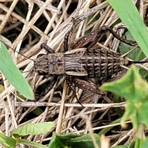 Bobilla aff. victoriae at Jindabyne, NSW - 28 Feb 2023 03:29 PM