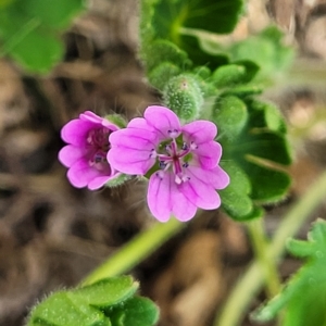 Geranium molle subsp. molle at Jindabyne, NSW - 28 Feb 2023