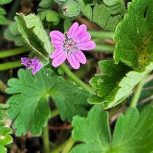 Geranium molle subsp. molle at Jindabyne, NSW - 28 Feb 2023