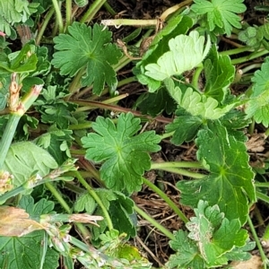 Geranium molle subsp. molle at Jindabyne, NSW - 28 Feb 2023 03:28 PM