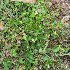 Geranium molle subsp. molle at Jindabyne, NSW - 28 Feb 2023 03:28 PM