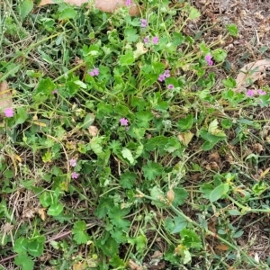 Geranium molle subsp. molle at Jindabyne, NSW - 28 Feb 2023 03:28 PM