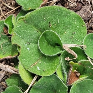 Dichondra repens at Jindabyne, NSW - 28 Feb 2023 03:27 PM