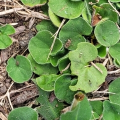 Dichondra repens at Jindabyne, NSW - 28 Feb 2023 03:27 PM